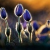 Koniklec velkokvety - Pulsatilla grandis - Pasqueflower o8399